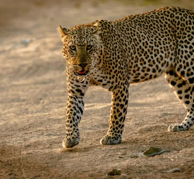 A leopard on the prowl
