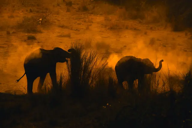 Elephants in the golden evening light