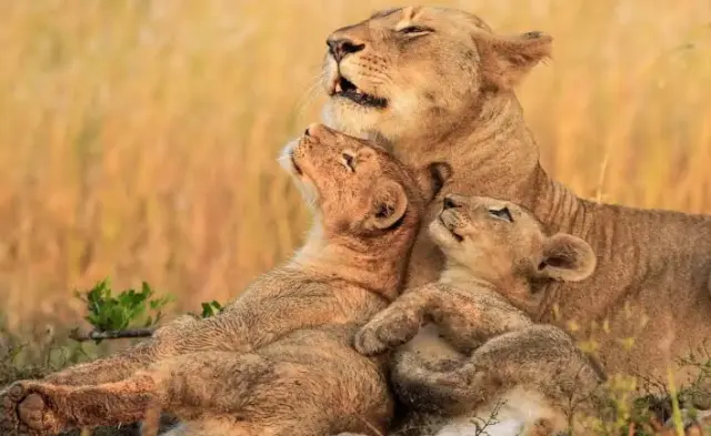 A lioness and her cubs
