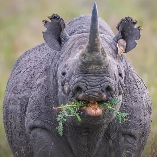 A black rhino up close