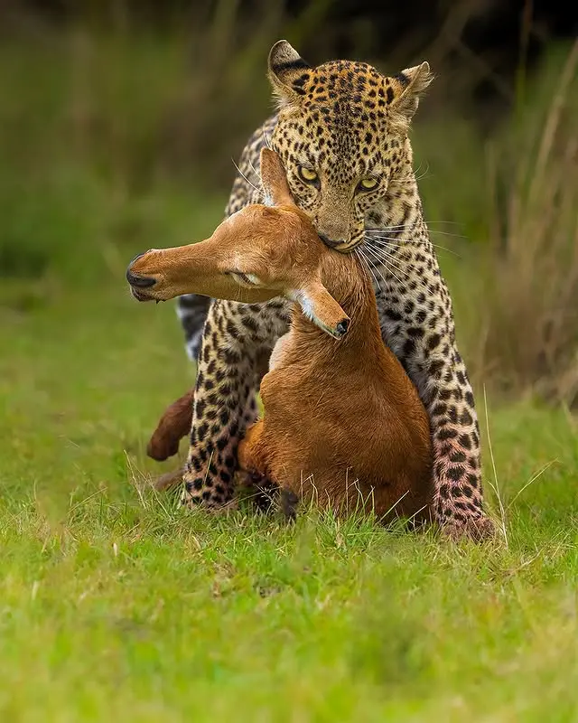 A leopard with its catch