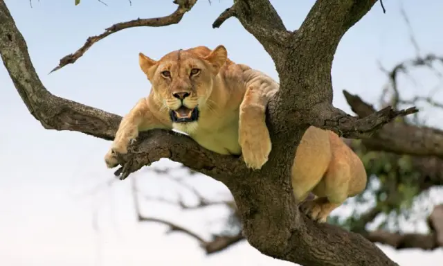 A tree-climbing lioness