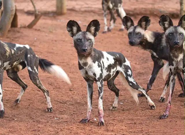 African wild dogs