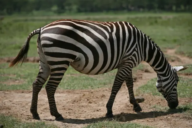 A zebra grazing