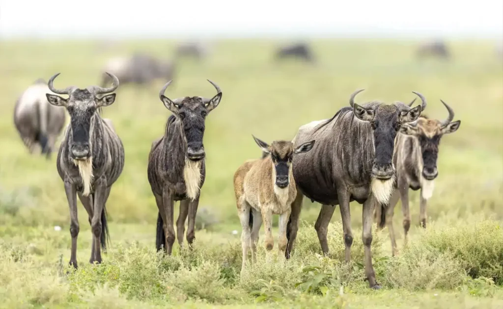 5 Day Ndutu Calving Season Safari