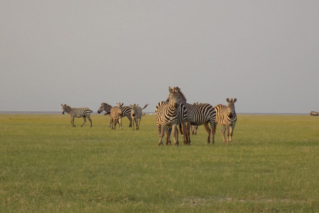 October Safari in Tanzania: Witness the Start of the Short Rains and Wildlife Migration |Tanzania Safari Cost