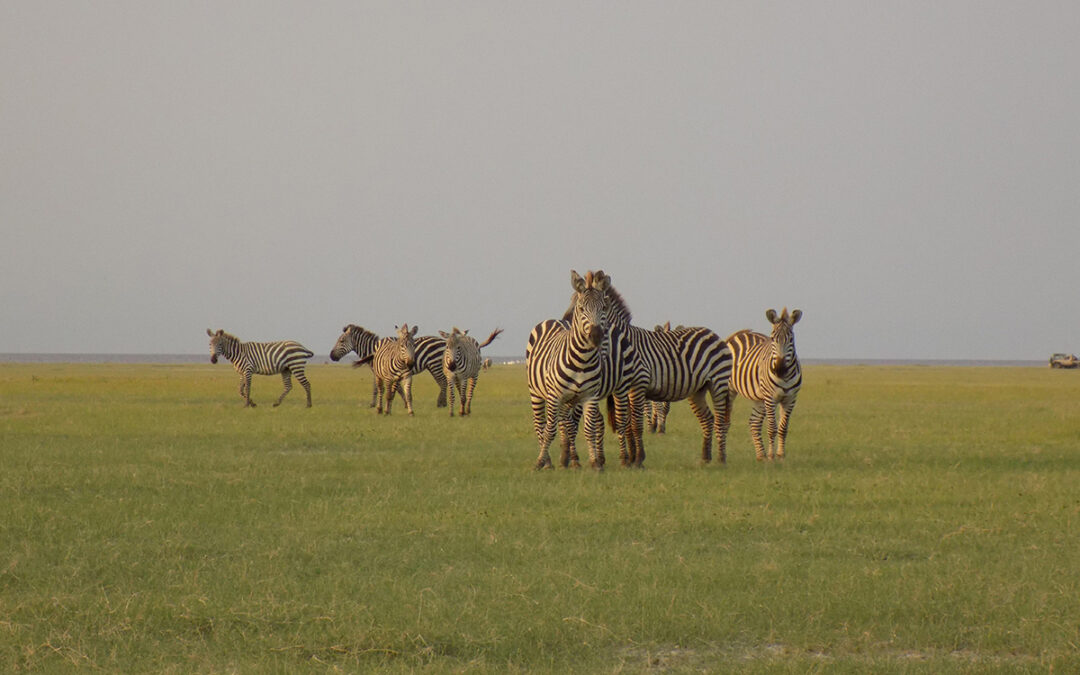 October Safari in Tanzania: Witness the Start of the Short Rains and Wildlife Migration