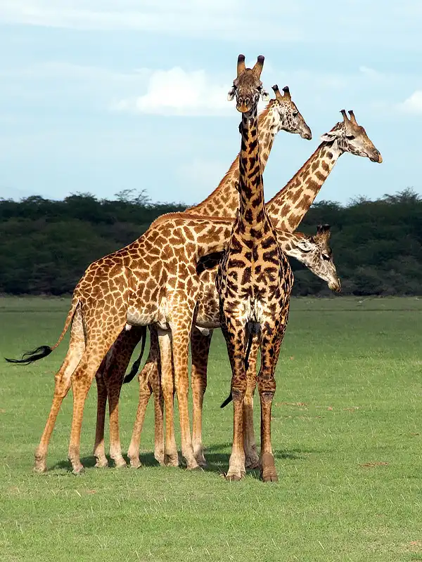 Tanzania Safari Giraff