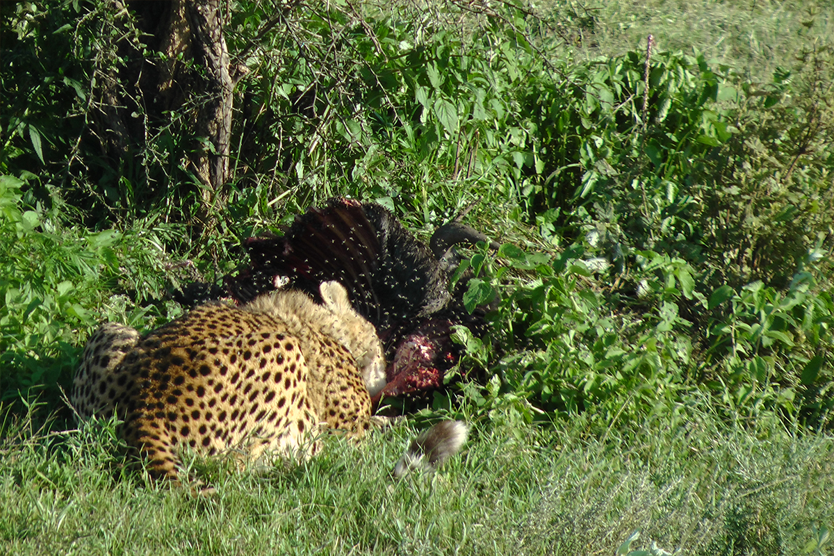 Tanzania safari preparation