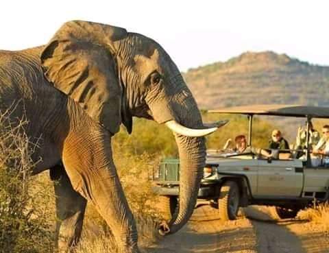 Elephant of Tarangire