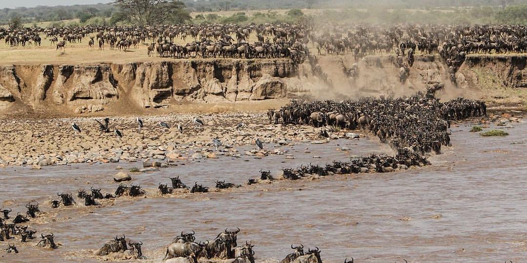 The great Wildebeest Migration