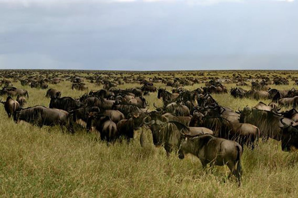 migration in Tanzania