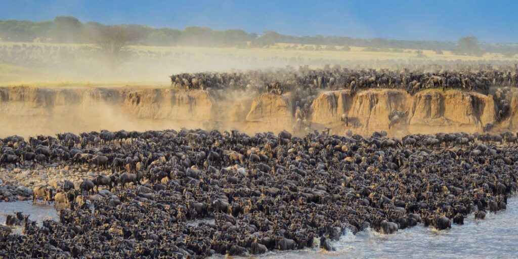 great wildebeest Migration