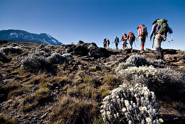 Le Mont Kilimandjaro : Un Voyage Inoubliable au Cœur de la Nature Tanzanienne Kili Hike Adventures