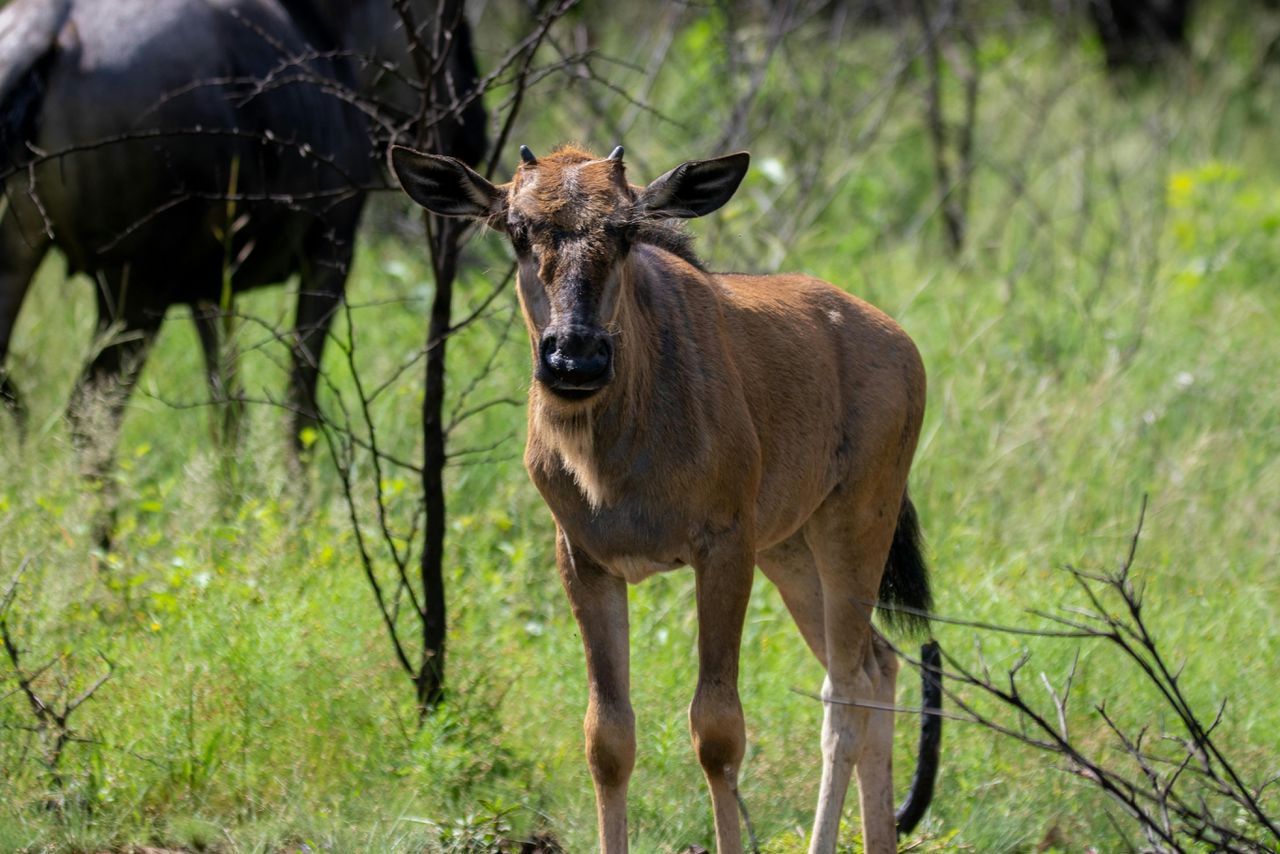 a calf for wildebeest