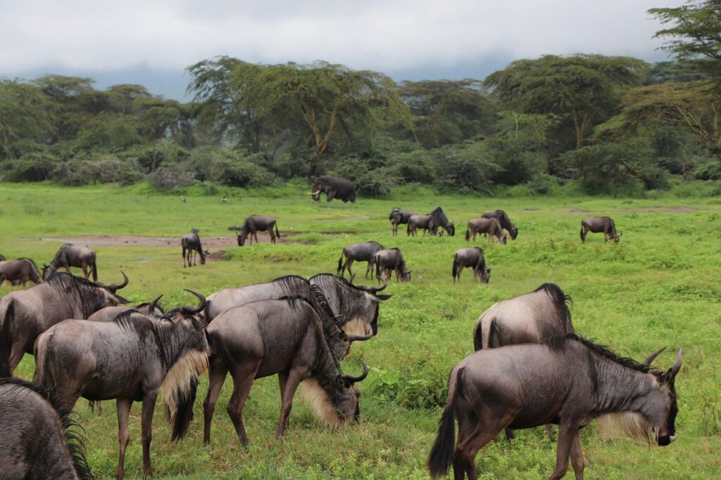 Feeding time in pletty green grass in Ndutu Plains