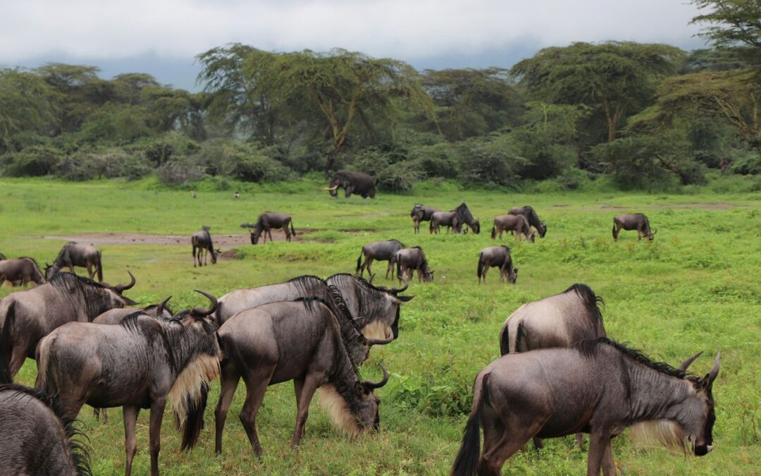 The Great Wildebeest Migration in Ndutu Plains: A Live Spectacle Unfolding