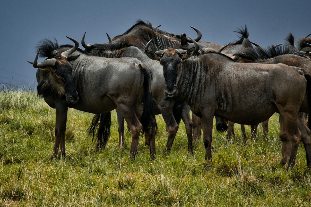 The Great Wildebeest Migration in Ndutu Plains: A Live Spectacle Unfolding Kili Hike Adventures