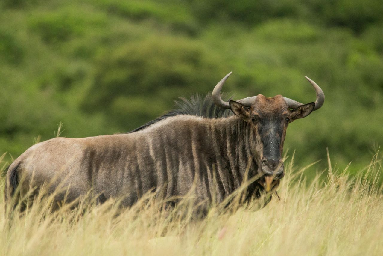 The Great Wildebeest Migration in Ndutu Plains: A Live Spectacle Unfolding Kili Hike Adventures